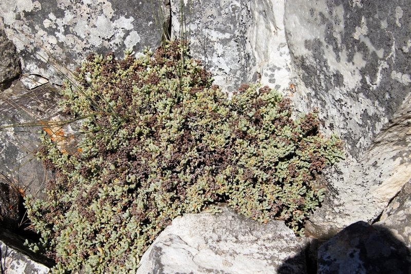 Oscularia deltoides, photographed by Tony Rebelo