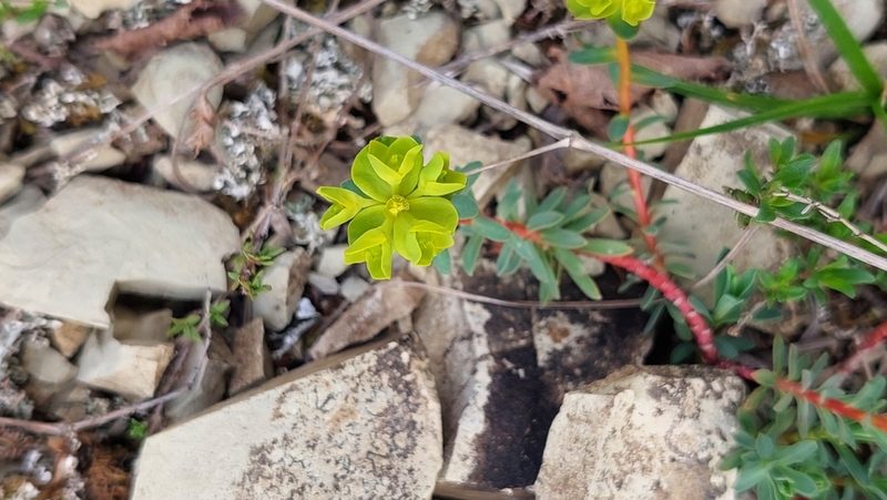 Euphorbia petrophila, photographed by Алена Ручка