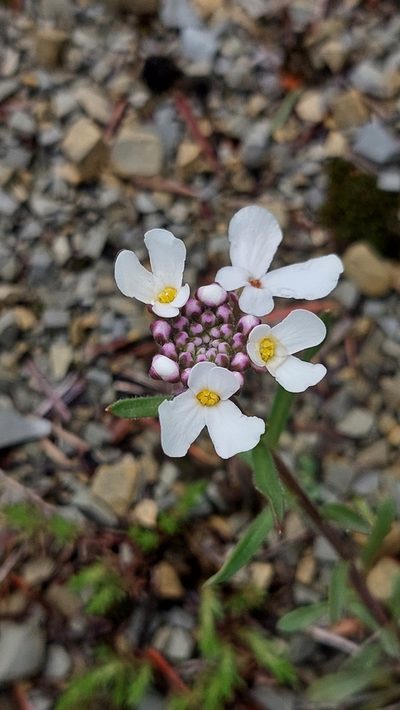 Iberis simplex, photographed by Алена Ручка