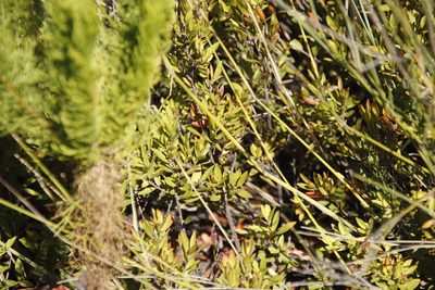 Diospyros glabra, photographed by Tony Rebelo