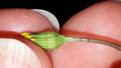 Senecio transiens, photographed by Alessia Guggisberg