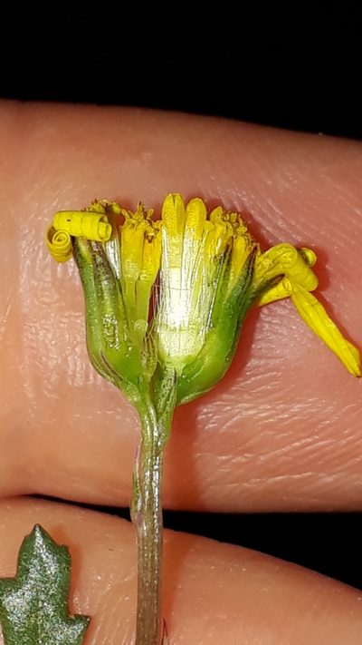 Senecio transiens, photographed by Alessia Guggisberg