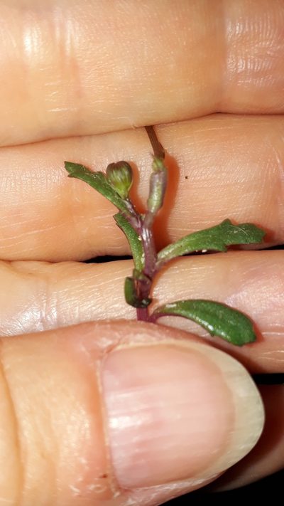 Senecio transiens, photographed by Alessia Guggisberg