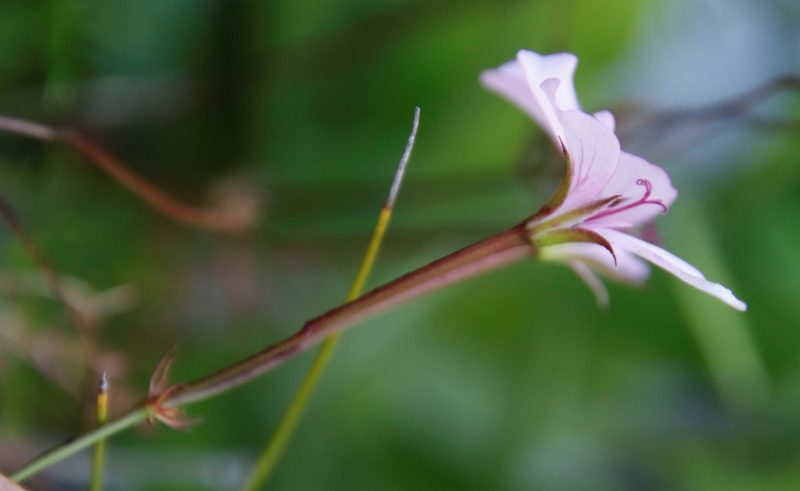 Pelargonium artemisiifolium, photographed by Tony Rebelo