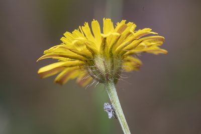 Crepis commutata, photographed by Eleftherios Katsillis