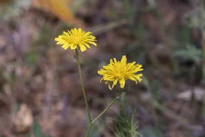 Crepis commutata, photographed by Eleftherios Katsillis