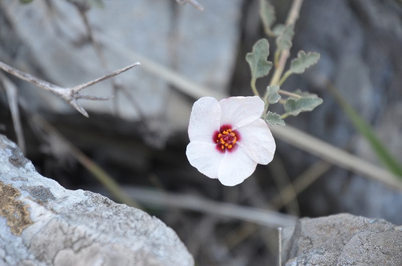 Pavonia cymbalaria, photographed by Lauu