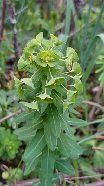 Euphorbia condylocarpa, photographed by Алена Ручка