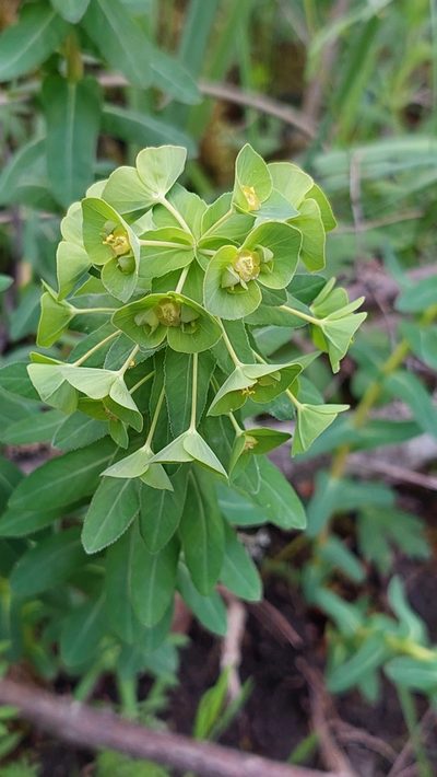 Euphorbia condylocarpa, photographed by Алена Ручка