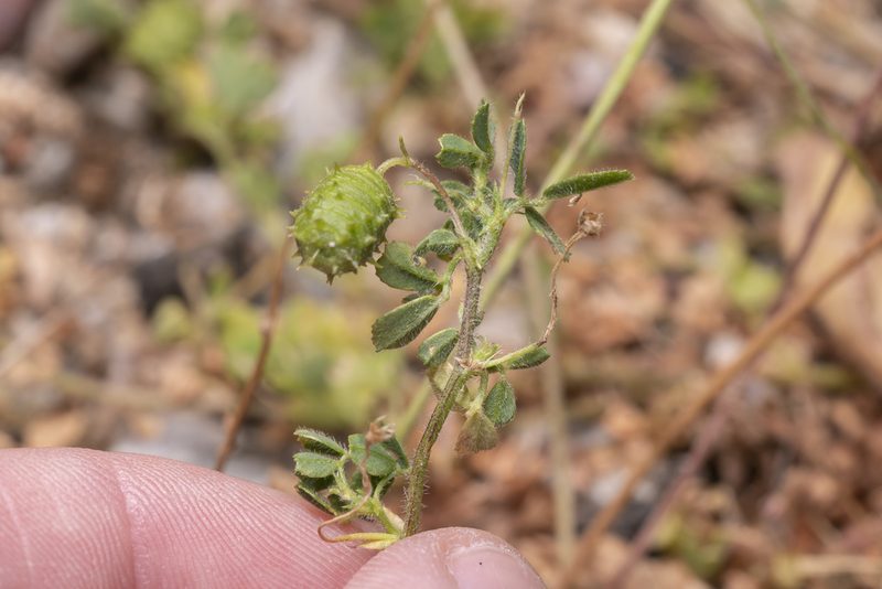Medicago constricta, photographed by Eleftherios Katsillis