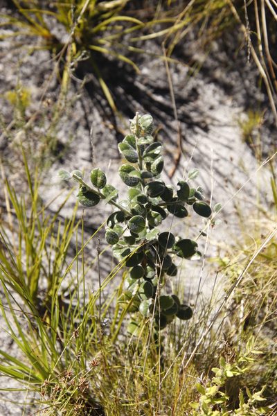 Podalyria orbicularis, photographed by Tony Rebelo