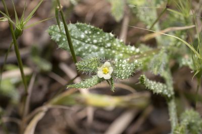 Anchusa aegyptiaca