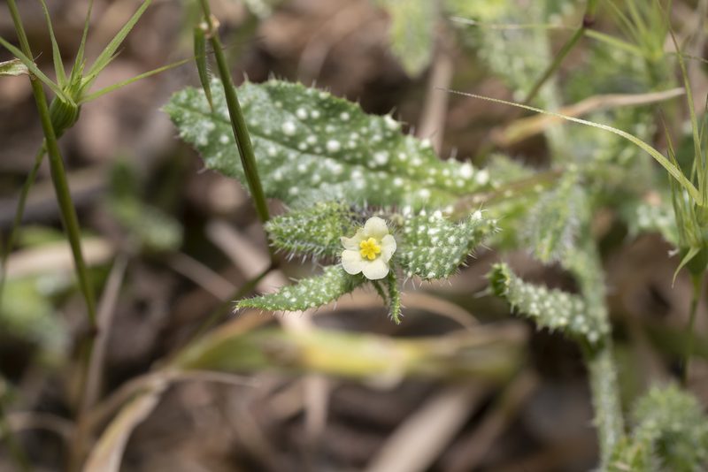 Anchusa aegyptiaca, photographed by Eleftherios Katsillis