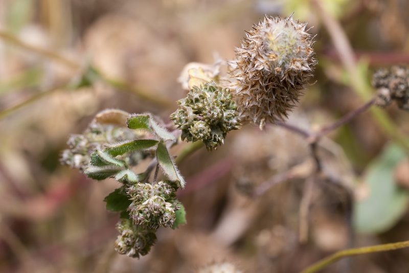 Medicago coronata, photographed by Eleftherios Katsillis