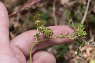 Medicago truncatula, photographed by Eleftherios Katsillis