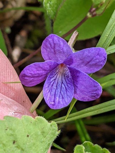 Viola howellii, photographed by David Anderson