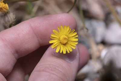 Crepis commutata, photographed by Eleftherios Katsillis