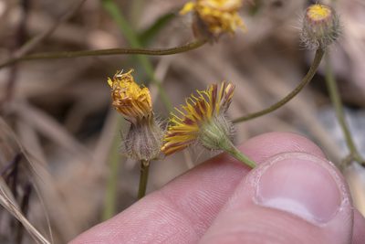 Crepis commutata, photographed by Eleftherios Katsillis