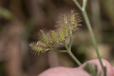 Torilis leptophylla, photographed by Eleftherios Katsillis
