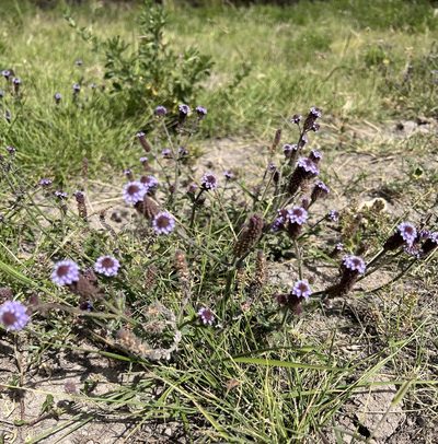 Verbena hispida, photographed by nmoorhatch