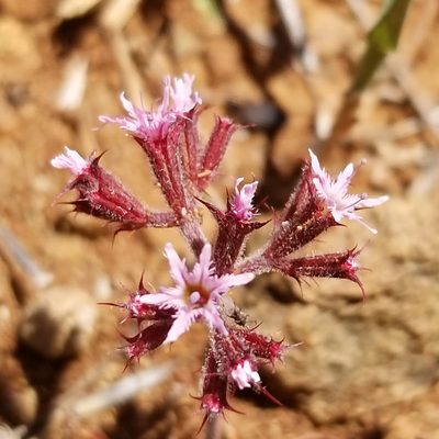 Chorizanthe fimbriata, photographed by James C. Davis