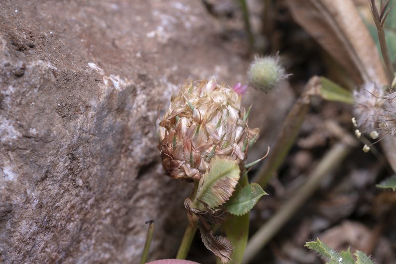 Trifolium argutum, photographed by Eleftherios Katsillis
