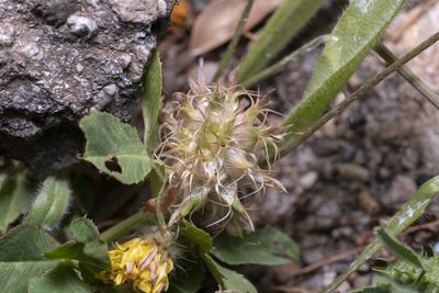 Trifolium spumosum, photographed by Eleftherios Katsillis