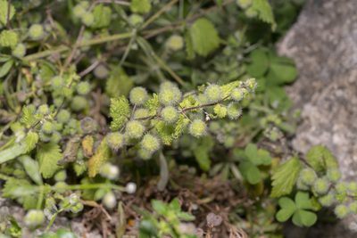 Urtica pilulifera, photographed by Eleftherios Katsillis