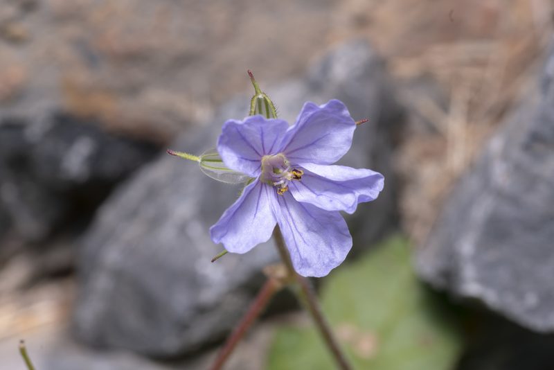 Erodium gruinum, photographed by Eleftherios Katsillis