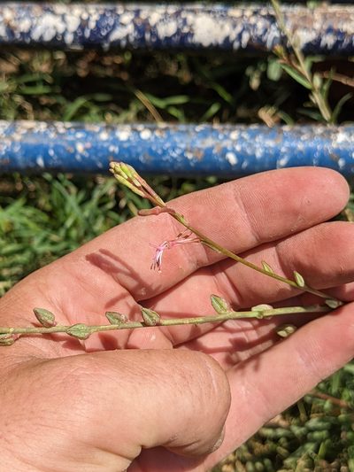 Oenothera hexandra, photographed by Connor McInerney