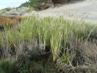 Typha orientalis, photographed by Arnim Littek