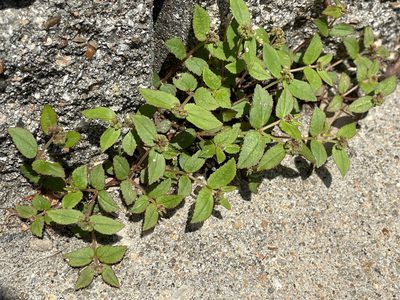 Euphorbia ophthalmica, photographed by Luke Padon