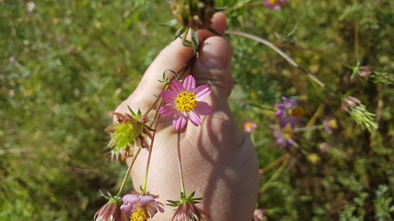 Cosmos caudatus, photographed by Celso Henrique Varela Rios