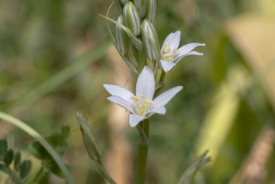 Loncomelos narbonense, photographed by Eleftherios Katsillis