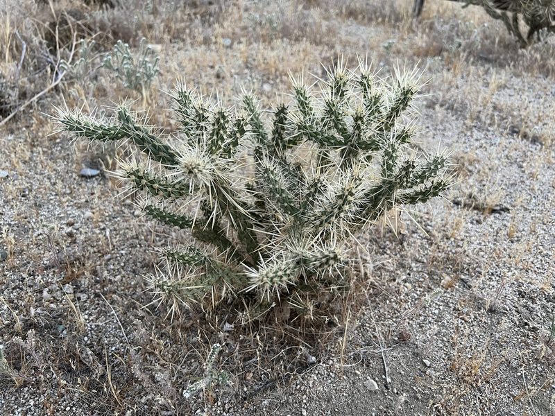 Cylindropuntia ganderi, photographed by nmoorhatch