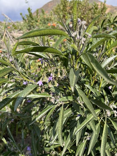 Solanum nitidum, photographed by nmoorhatch