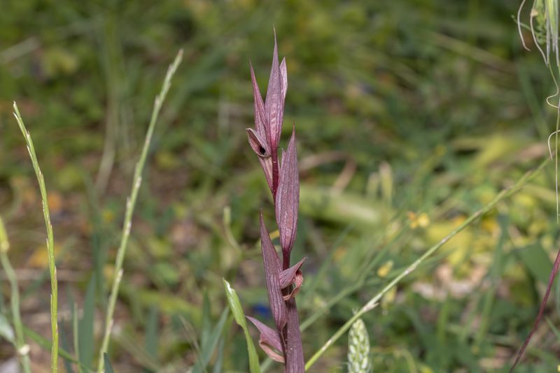 Serapias bergonii, photographed by Eleftherios Katsillis