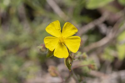 Fumana laevis, photographed by Eleftherios Katsillis