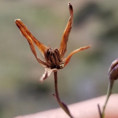 Porophyllum gracile, photographed by James C. Davis