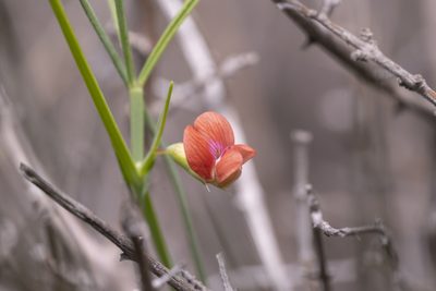 Lathyrus sphaericus, photographed by Eleftherios Katsillis