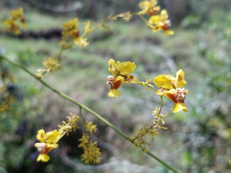 Oncidium adelaidae, photographed by Daniel Mesa