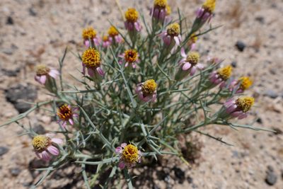 Nicolletia occidentalis, photographed by paulexcoff
