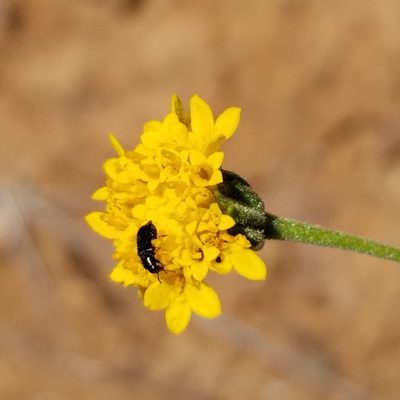 Chaenactis glabriuscula, photographed by James C. Davis