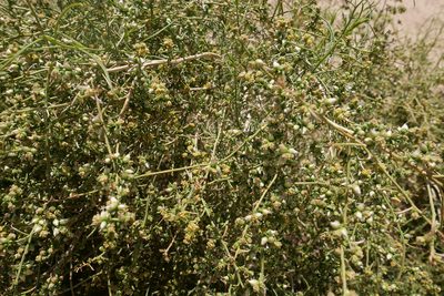 Ambrosia salsola, photographed by paulexcoff