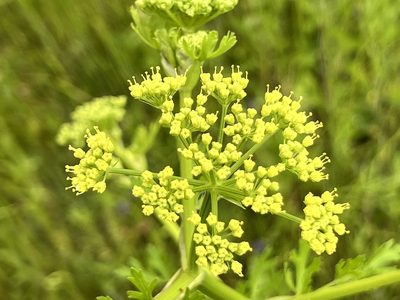 Polytaenia texana, photographed by Sue Ann Kendall
