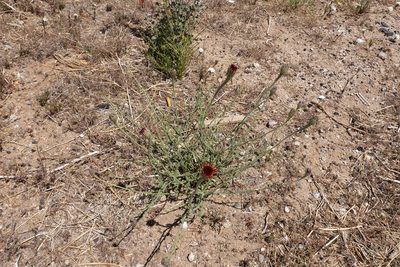 Adenophyllum cooperi, photographed by paulexcoff