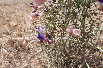 Scutellaria mexicana, photographed by paulexcoff