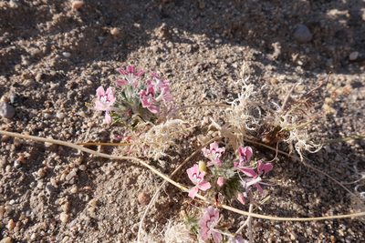 Loeseliastrum matthewsii, photographed by paulexcoff