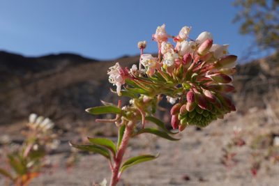 Eremothera boothii, photographed by paulexcoff