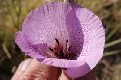 Calochortus striatus, photographed by paulexcoff